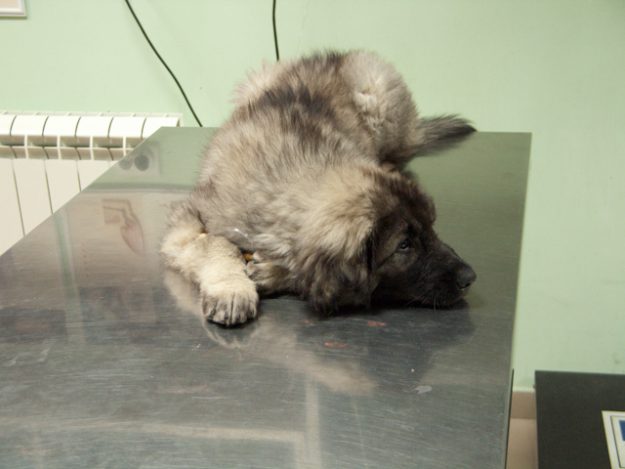 Privatna_veterinarska_ambulanta-Vet_Planet-57